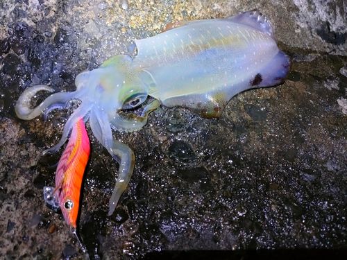 アオリイカの釣果