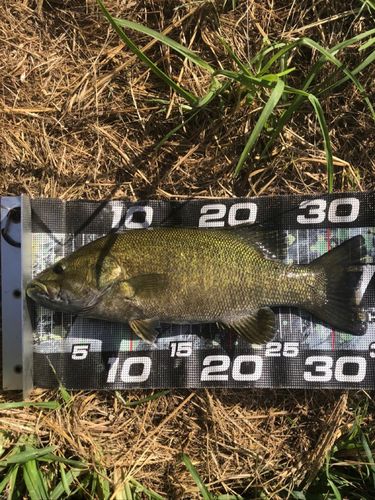 スモールマウスバスの釣果