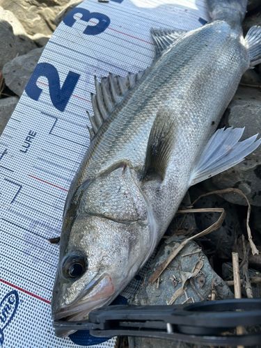 フッコ（マルスズキ）の釣果