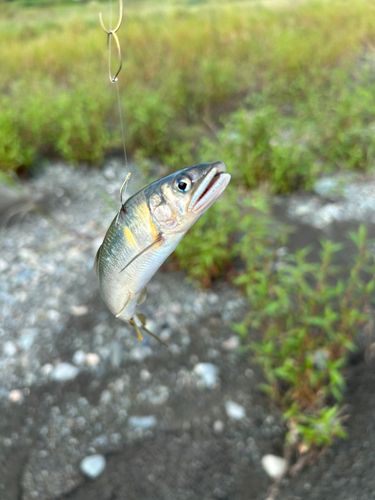 アユの釣果