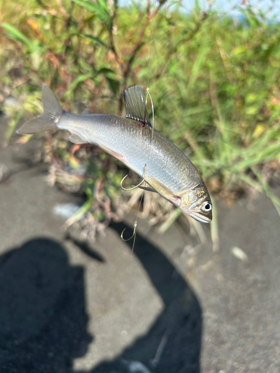 アユ