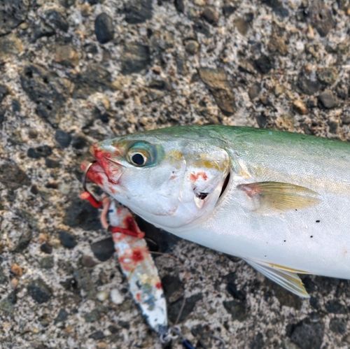 ワカシの釣果