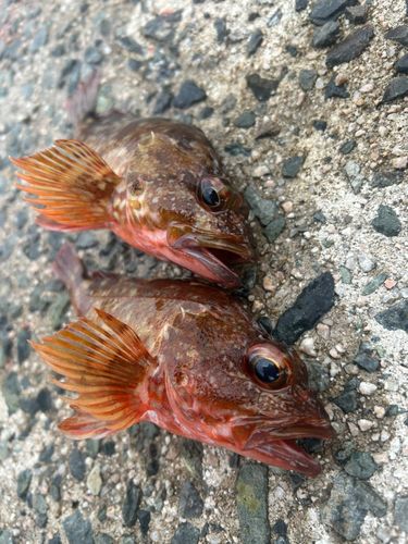 カサゴの釣果