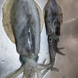アオリイカ