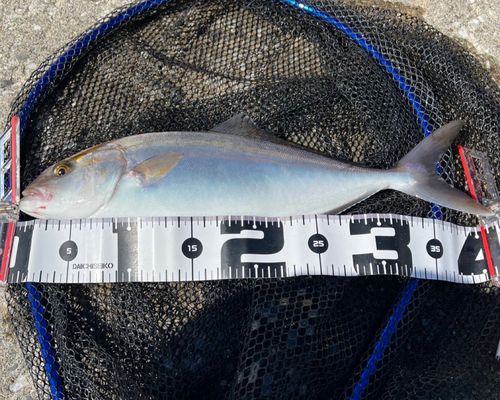 ショゴの釣果