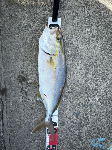 ネリゴの釣果