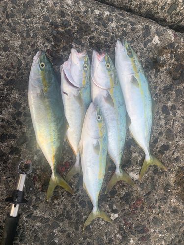 フクラギの釣果