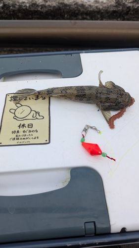 ウロハゼの釣果