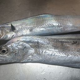 タチウオ