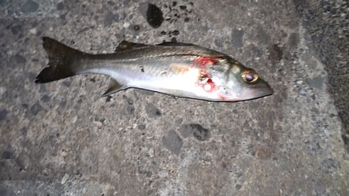 伊勢湾湾奥