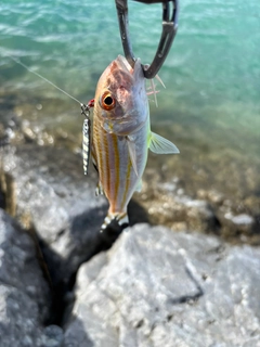 アカヒメジの釣果