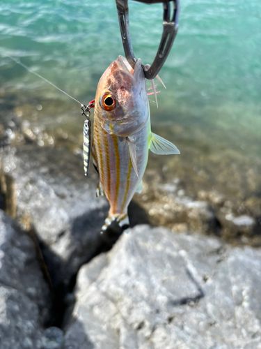アカヒメジの釣果