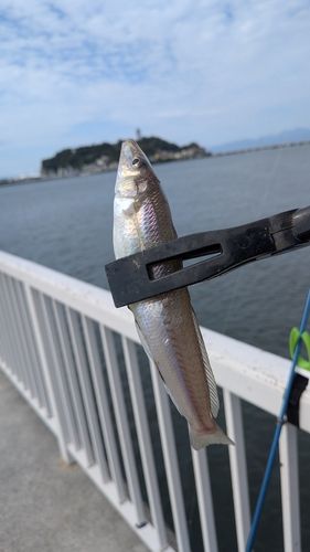 キスの釣果