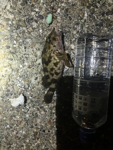 常滑りんくう釣り護岸