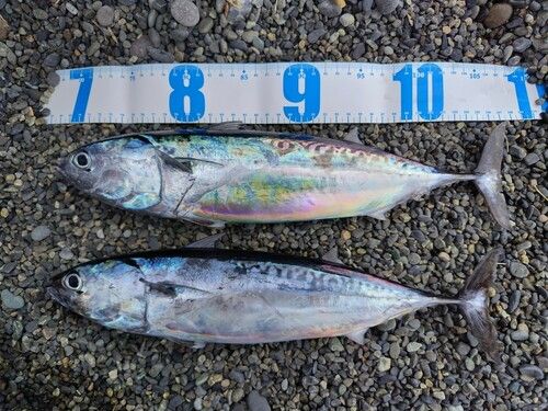 ヒラソウダの釣果
