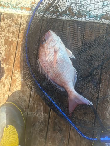 マダイの釣果