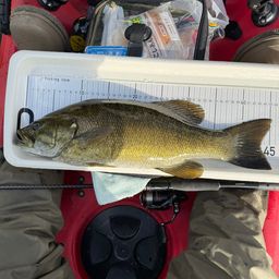 スモールマウスバス