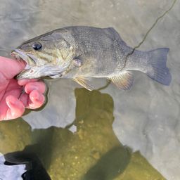 スモールマウスバス