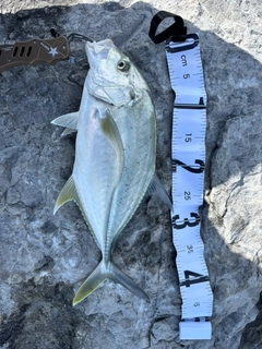 オニヒラアジの釣果