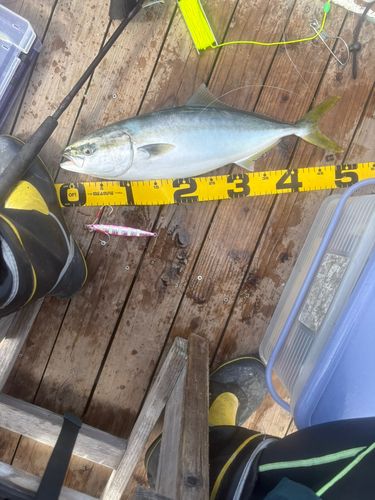 イナダの釣果