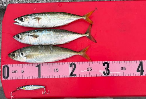 アジの釣果