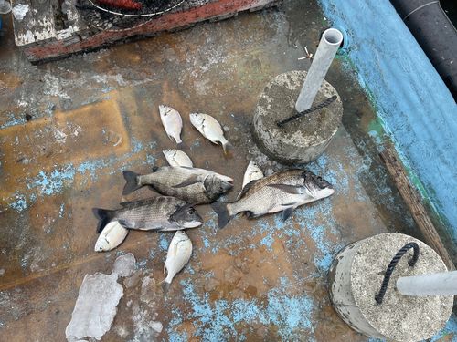 クロダイの釣果