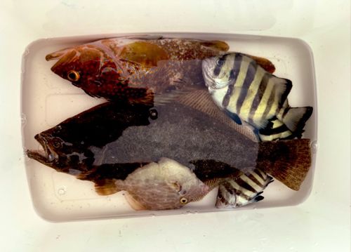 ヒラメの釣果