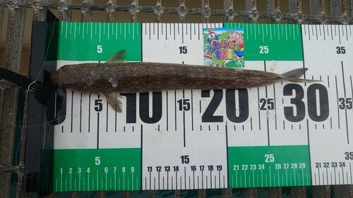 エソの釣果