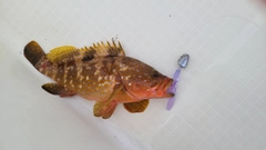 キジハタの釣果