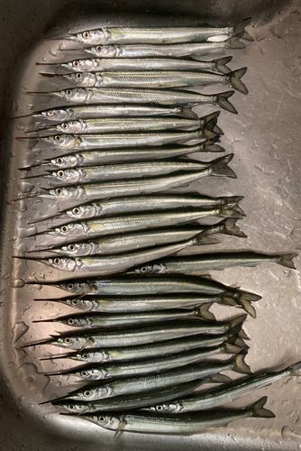 サヨリの釣果