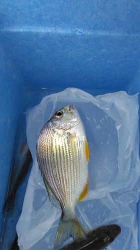ヘダイの釣果