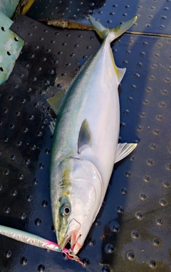 ワラサの釣果