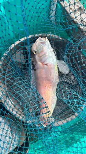 シロアマダイの釣果
