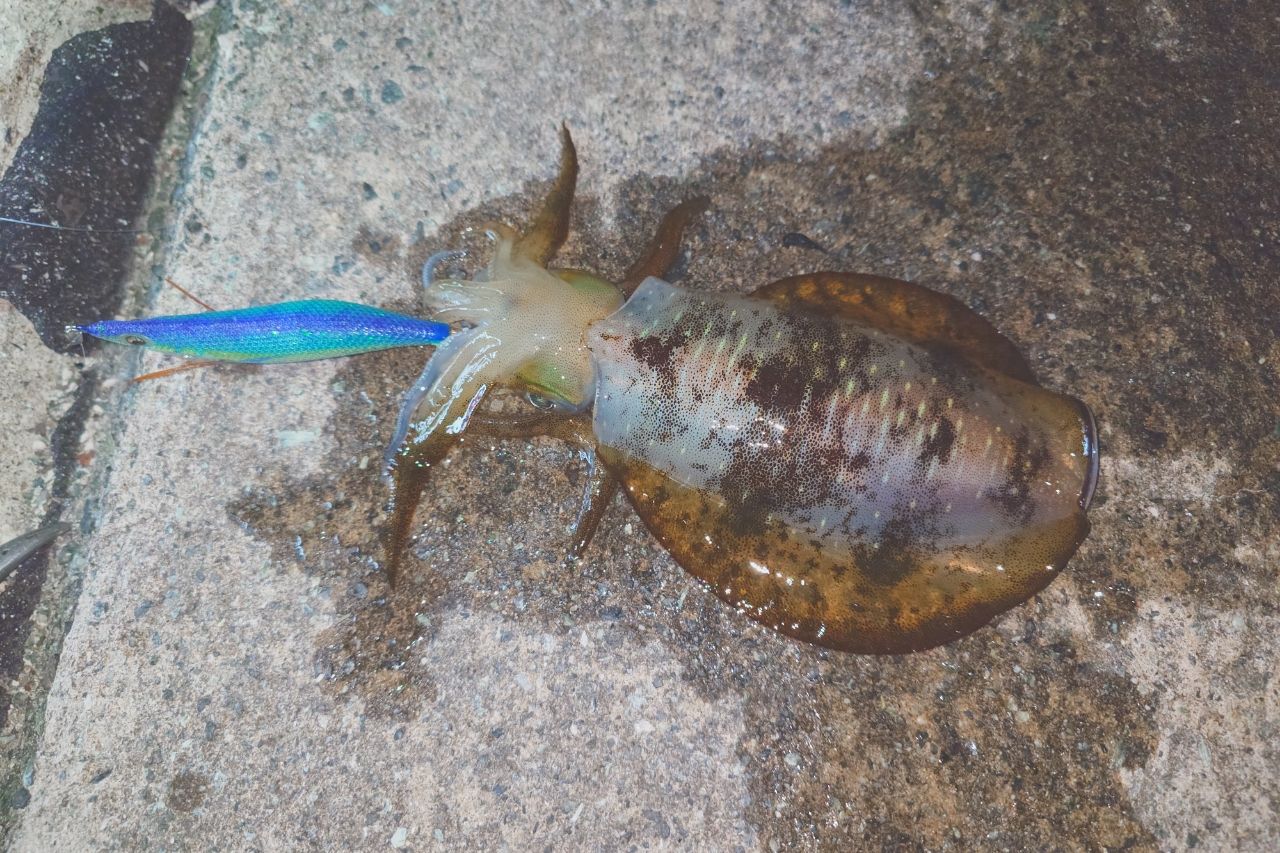 アオリイカ