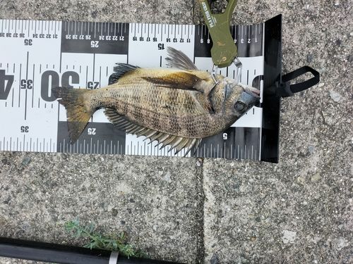 チヌの釣果