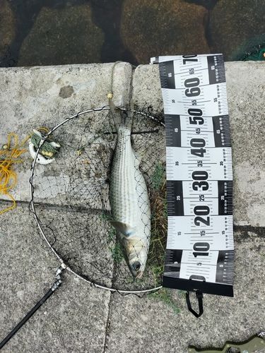 ボラの釣果