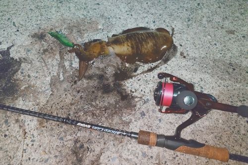 アオリイカの釣果