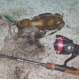 アオリイカ