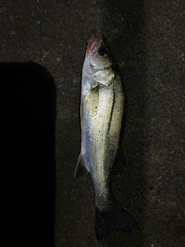 セイゴ（マルスズキ）の釣果