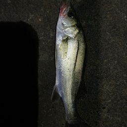 セイゴ（マルスズキ）