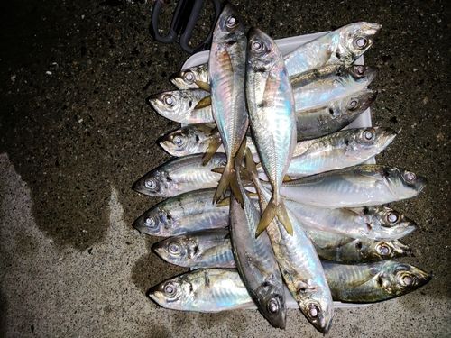 アジの釣果