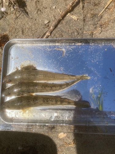 ハゼの釣果