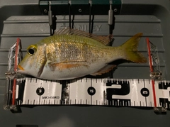 クチナジの釣果