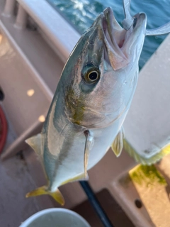 ツバスの釣果