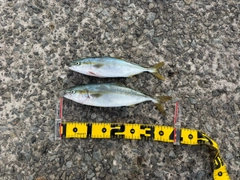 フクラギの釣果