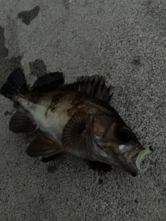 メバルの釣果