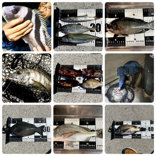 チヌの釣果