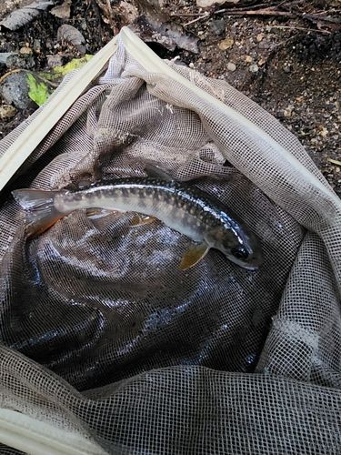 イワナの釣果