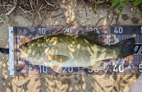 ラージマウスバスの釣果