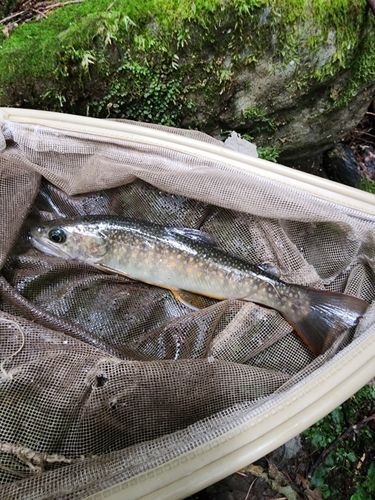 イワナの釣果